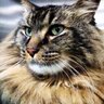 BirchTreeHill's profile picture. Love my garden, animals, travel. Am a reader: civil, curious, humorous. --The most important political office is that of private citizen.-- Brandeis