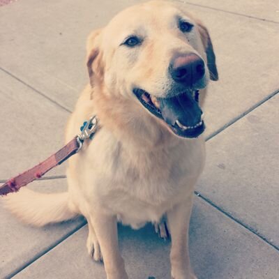 Organic Gluten Free Dog Treats & Celebration Cakes