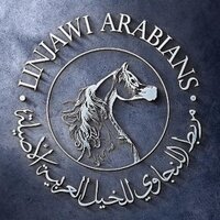 Linjawi Arabians (@linjawiarabians) Twitter profile photo