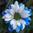 silenna77's profile image