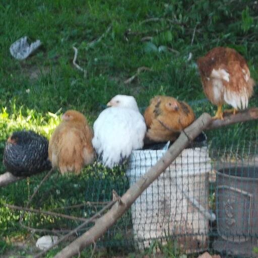 AGentlemansFarm's profile picture. Life on the homestead with a librarian and a chef.