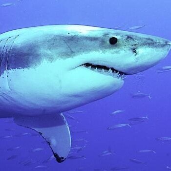 spitfire10000's profile picture. 