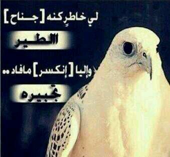 ‏‏ ‏آلحنين هو آن تتأمل محادثات محفوظه ،
( لأنهآ فقط تُذكرك بـ من تُحب ) تابعني اتابعك وابشر بالرتويت