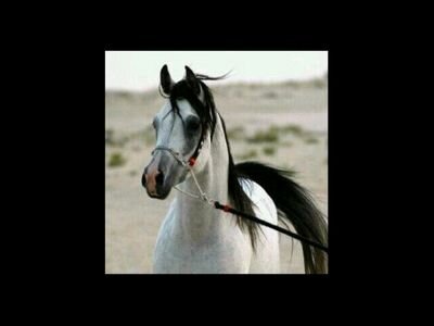 ‏ﺑﻋﯾد ﻋنَ ﻋﯾﻧيءَ ﻟﮐنْ ♪  ﻋنَ ﺑاﻟي مّ ﺗﻏﯾب.                                 PIN:2B3F23A2