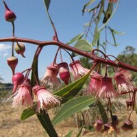 MeltonBotanicGarden (@melton_bg) 's Twitter Profile