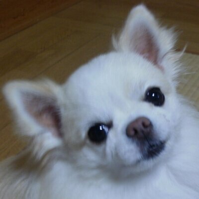 さくら