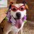CutePetsPtown's profile image
