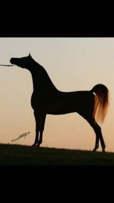 ‏‏‏‏‏‏‏‏‏‏‏‏شبهني ب مهرتن مع اول الخيل .. كحيلتن عن حب غيره جفوله ♡