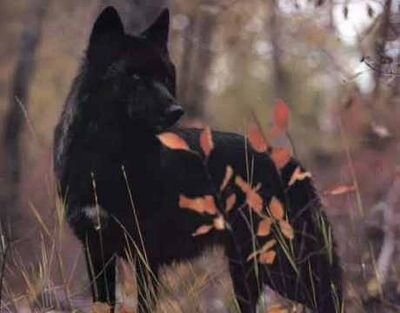 Im Alex The Older Brother to @Lone_Wolf_Eliza and @Wolfgirl_Emma My Brother @Adam_Wolf_ #Single  {Rp}