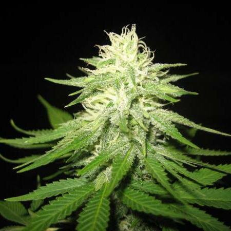 420_illness's profile picture. I smoke, eat, and sleep weed!