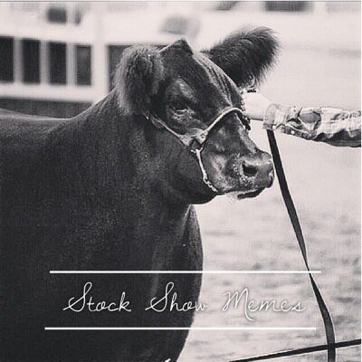 Original memes about the Stock Show Life! DM us a suggestion and we will make one! Find our original page on instagram