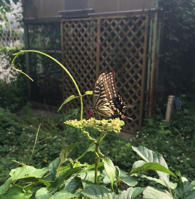 abeosamu10th's profile picture. 池袋を蝶の羽ばたく街へ！大都市にて人と自然との共生・地域コミュニティ形成・生物多様性の再生を目指す、立教大学社会学部 阿部治ゼミによるまちづくりプロジェクトです。 //その他、地域交流のイベント等も開いていきます。お気軽にフォローしてください！