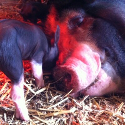 Melo Farms is a small 40 acre farm in Yale, MI. We use rotational grazing, grass-based animal husbandry and humane handling of our heritage Berkshire pigs.