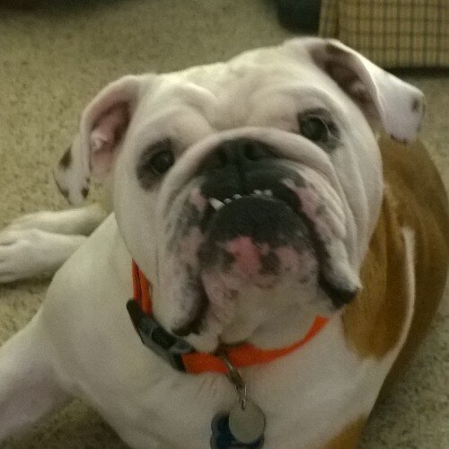 Gus the Bulldog TheRealGusMan TheRealGusMan