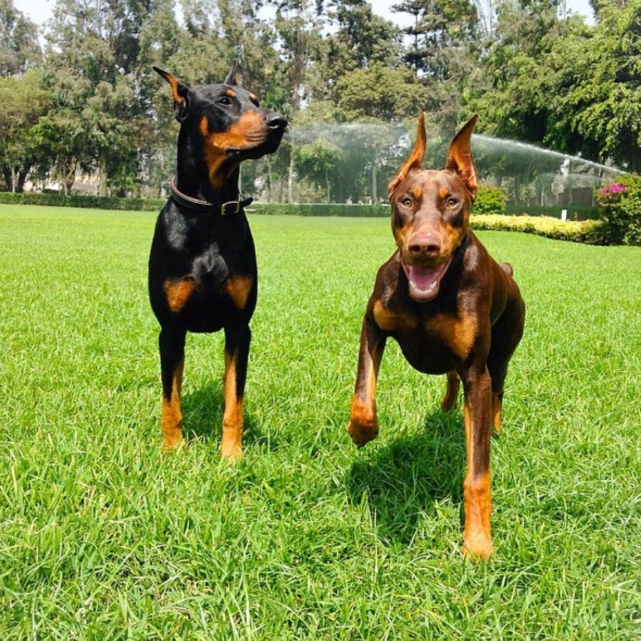 Proud mum of 2 dobermans, Hugo and Koda.❤️ #dobefam