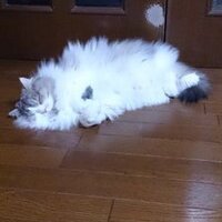 だいたいだ (@majictrain) Twitter profile photo