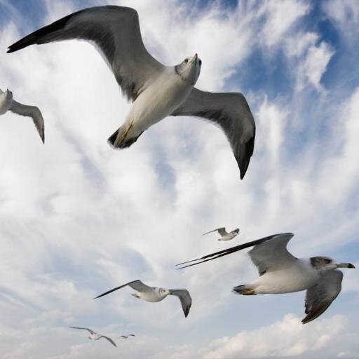 kamomefollow's profile picture. 