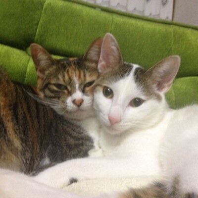 コーヒー、ゲーム、猫をこよなく愛する人物です。主にゲームはＦＦ、ＫＨとモンハンがメイン。基本猫写真をアップすること多めです。そして、リツイートも多めです。R7年第二種電気工事士取得！！レザークラフト始めました。素人ですが生ぬるく見守ってください。(@likky_leather)