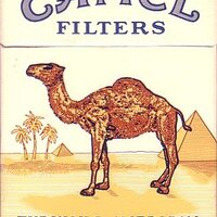 きゃめる (@jhoncamel) 's Twitter Profile Photo