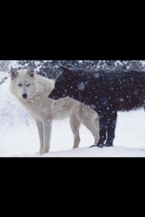 NightWalkerPack's profile picture. This is the Night Walker Pack offical page! Follow us for the news on this pack