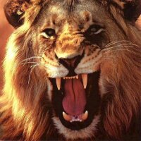 Hound (@hdyno9) 's Twitter Profile