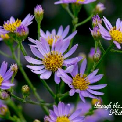 十五夜草 Aster Tatarics Twitter 十五夜草 Aster Tatarics Twitter