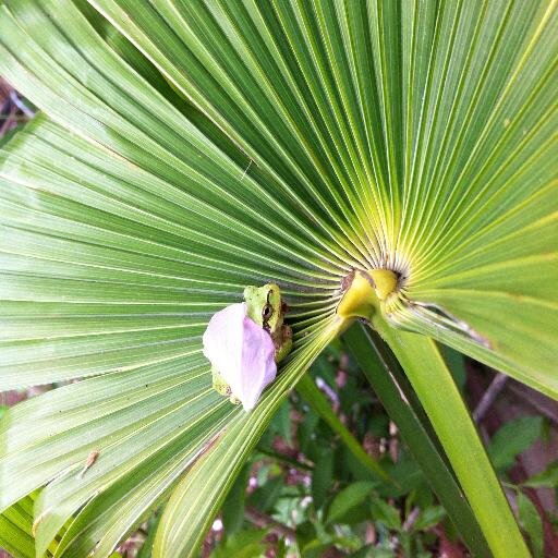 mzgrmashin's profile picture. しがない大工です🪚好きなことまぜこぜでつぶやいておりまする。