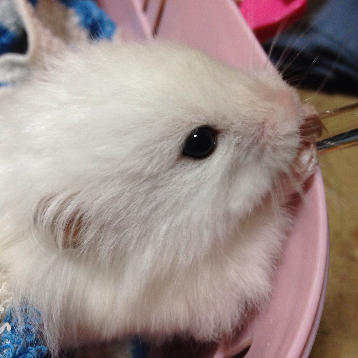ひんだに飼われてたハムスターです｡好きな人だけフォローします(昔からあるひんだの鍵垢)