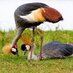 IAM UGANDA (@iamuganda256) Twitter profile photo