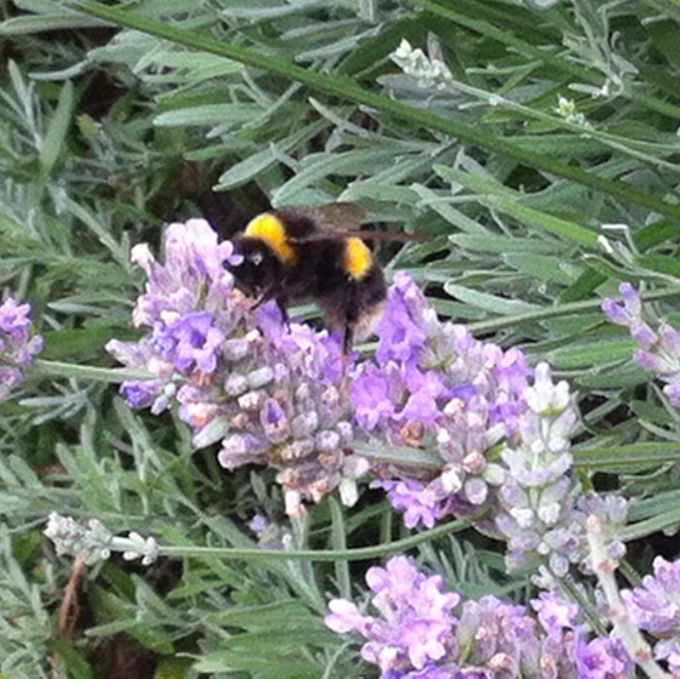 Raising the profile of Oxfordshire Bees!