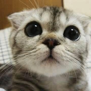 diasHN's profile picture. 