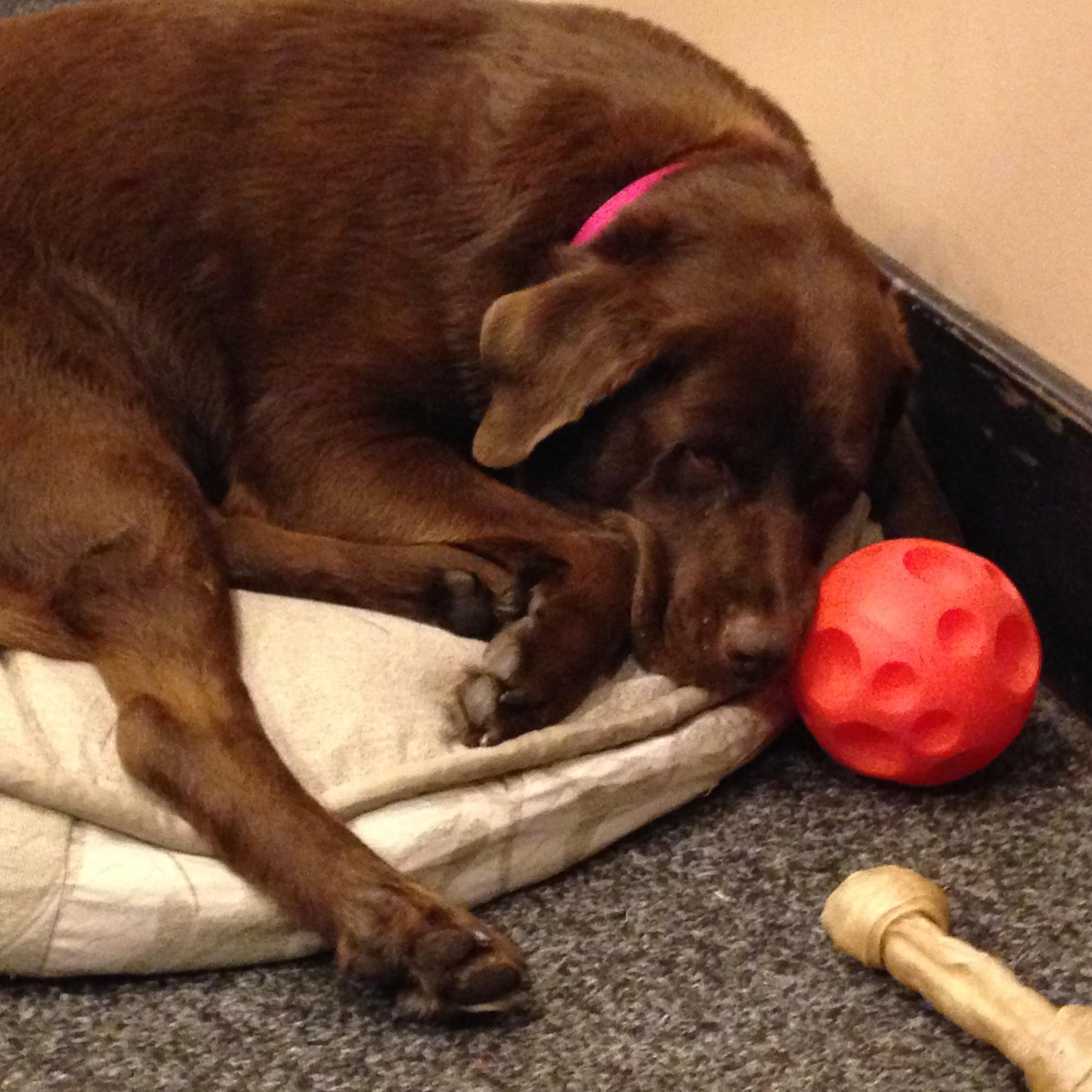 I am brown, furry and four-legged and the Welcome Ambassador at Best Western PLUS Chocolate Lake Hotel.