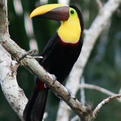 schnitzr's profile image