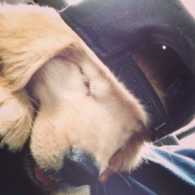 kornelijuseidi1's profile picture. I love dogs