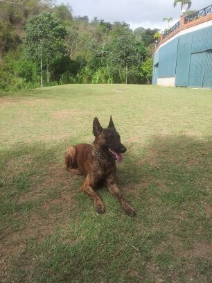 Entrenador canino, técnicas de manejo y corrección, obediencia básica, conducta, Instagram: gladys.castro.7777, gladys.kuks@gmail.com teléfono 04142670712