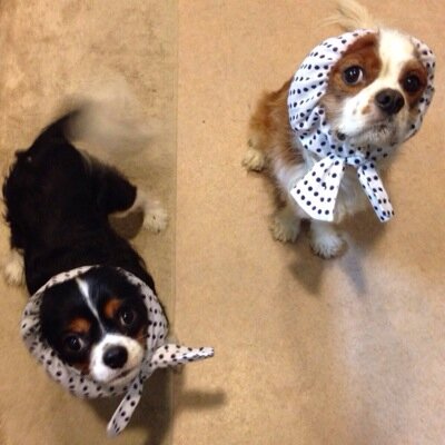 キャバリアのケンシロウと小梅のオカンです。