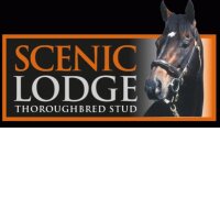 Scenic Lodge Thoroughbred Stud (@scenic_lodge) 's Twitter Profile