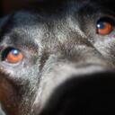 Carrie Weeks - @lilyblu - Twitter