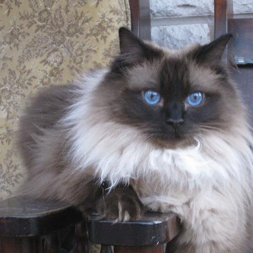 I'm 12 yrs old Ragdoll Leevi. I luv to tweet about daily happenings. Sisfur Isla is 4 yrs and we just got a new brofur Aku, he is 14 weeks.