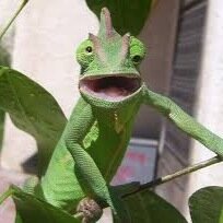 Genbollocks's profile picture. Animal vids sometimes funny sometimes cute.