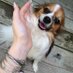 Gabriel the Papillon (@gabriel_thepup) Twitter profile photo