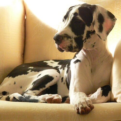 MoostavGustav's profile picture. @RomanLucious and @PrinceVladTepes' Puppy Brother #Moo

Cock Blocking King of the Compound