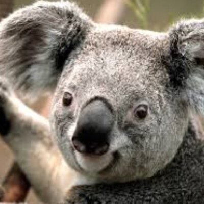 koalaplx's profile picture. 