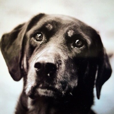 Cabela is a red imported fire ant (RIFA) detection dog in training as a medical alert dog for a 3 year old boy who has a life-threatening fire ant allergy.