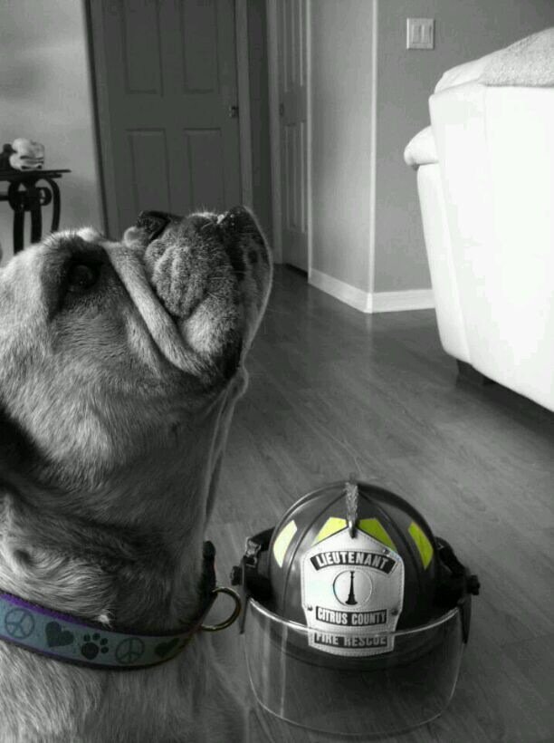justfourpawsllc Profile Picture