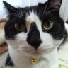dwarfgarden's profile picture. Animals,Birds,Nature💕🐱Tuxie Goro,Tabby Tora🌈30/8/2015,Ginger Athena,Cockatiel Taro🌈 25/10/2021 #ZSHQ #Weetis #SuperSeniorCatsClub No Politics. No Porn.