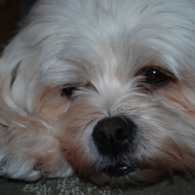 7 year old Maltese-Cockapoo--love naps, snugglin', chasin' squirrels and walks in the park with TheGirl.  follow me & i share my adventures with you!