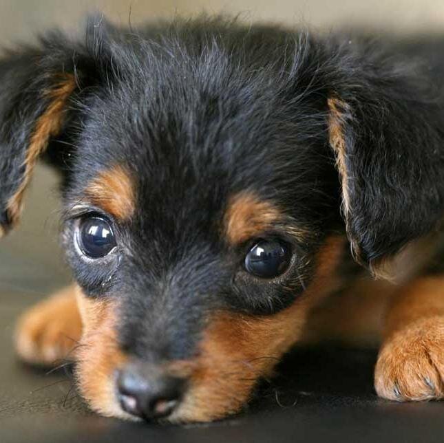 niemeierdl's profile picture. 