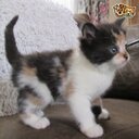 sharon ogburn - @angryfromessex - Twitter