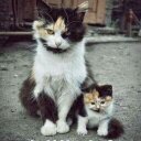 Dorothy Harrell - @dorothyharrel11 - Twitter